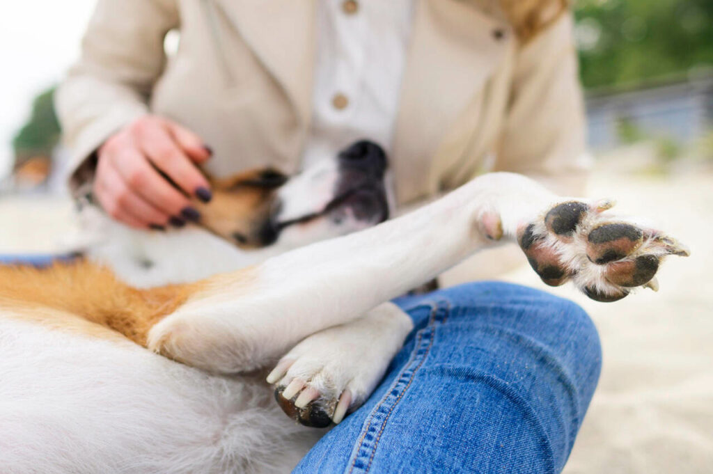 Confira O Valor Cirurgia Pata Quebrada Cachorro