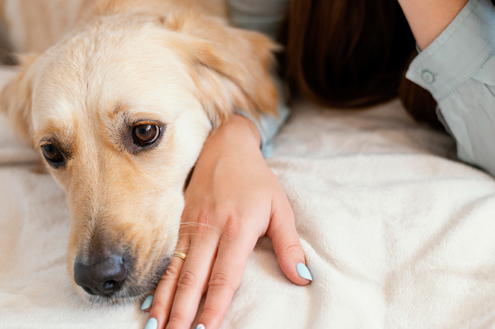 Confira As Doenças De Cachorros Mais Comuns